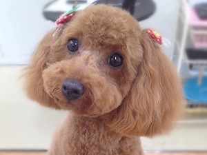 833_fujimotoanko_1
