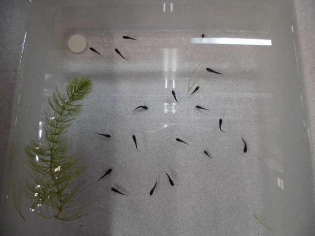Dcmカーマのペット情報館 オロチメダカ 稚魚 Dcmカーマのペット情報館 オロチメダカ 稚魚
