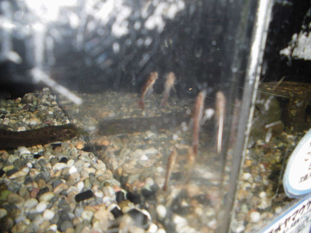 Dcmカーマのペット情報館 オトシン ネグロ