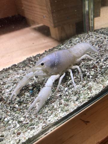 Dcmカーマのペット情報館 ザリガニ