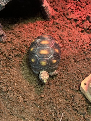 Dcmカーマのペット情報館 アカアシリクガメ イエローフット