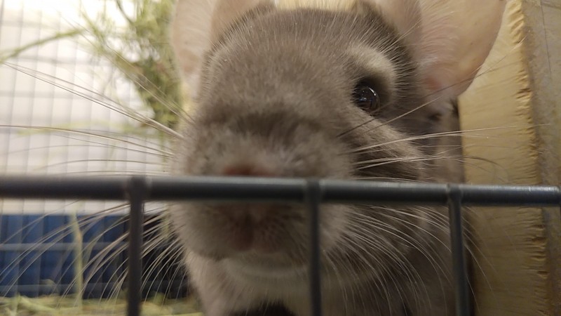 Dcmカーマのペット情報館 チンチラ