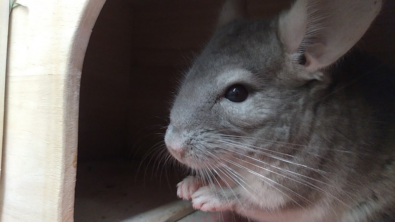 Dcmカーマのペット情報館 チンチラ