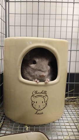 Dcmカーマのペット情報館 チンチラ