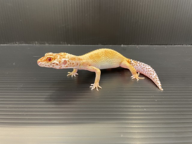 Dcmカーマのペット情報館 レオパードゲッコー