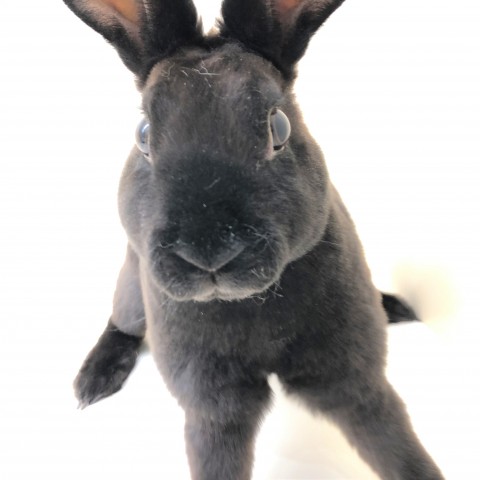 Dcmカーマのペット情報館 ミニレッキス