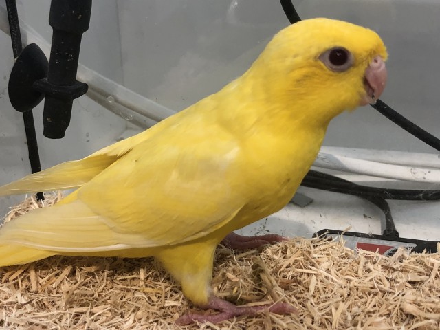 Dcmカーマのペット情報館 サザナミインコ Dcmカーマのペット情報館 サザナミインコ