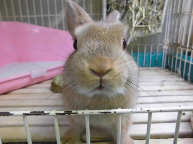 Dcmカーマのペット情報館 ネザーランドドワーフラビット