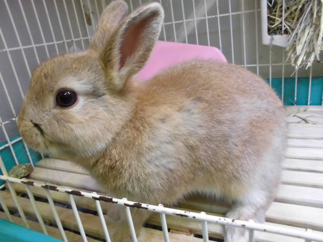 Dcmカーマのペット情報館 ネザーランドドワーフラビット