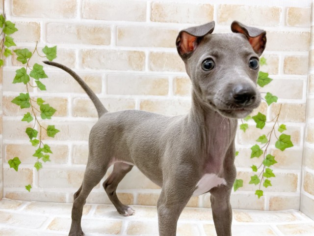 Dcmカーマのペット情報館 イタリアン グレーハウンド