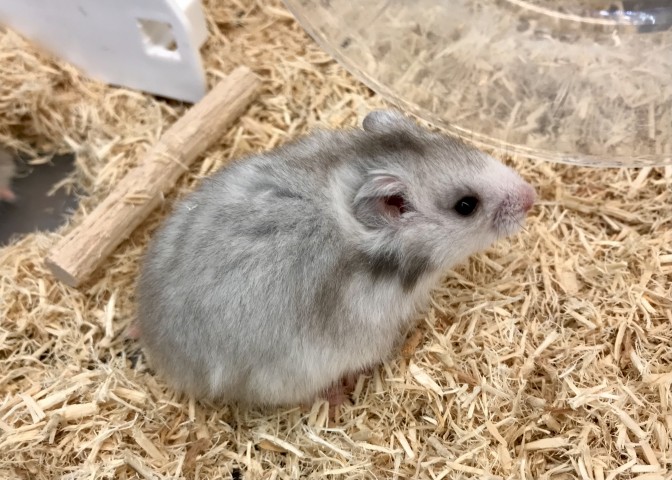 Dcmカーマのペット情報館 ロングヘアーハムスター Dcmカーマのペット情報館 ロングヘアーハムスター