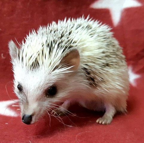 Dcmカーマのペット情報館 ピグミーヘッジホッグ