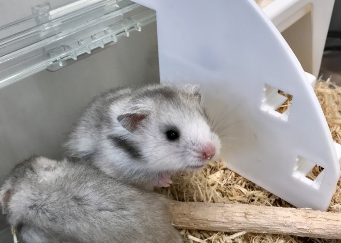 Dcmカーマのペット情報館 ロングヘアーハムスター Dcmカーマのペット情報館 ロングヘアーハムスター