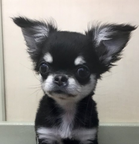 Dcmカーマのペット情報館 チワワ