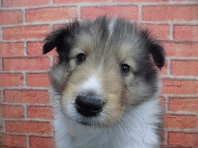 Dcmカーマのペット情報館 シェットランド シープドッグ