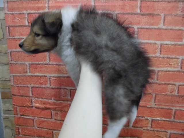 Dcmカーマのペット情報館 シェットランド シープドッグ