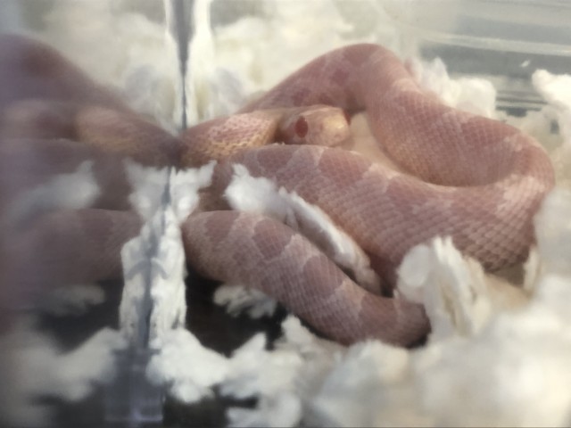 Dcmカーマのペット情報館 コーンスネーク