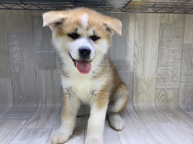 Dcmカーマのペット情報館 秋田犬 Dcmカーマのペット情報館 秋田犬
