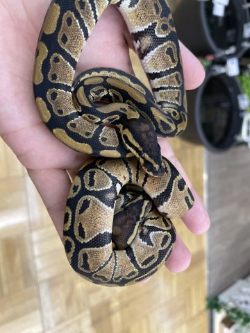 Dcmカーマのペット情報館 ボールパイソン