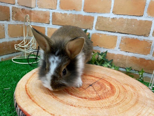 Dcmカーマのペット情報館 ライオンラビット