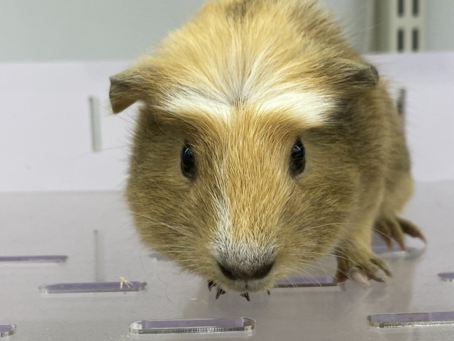 Dcmカーマのペット情報館 クレステッドモルモット