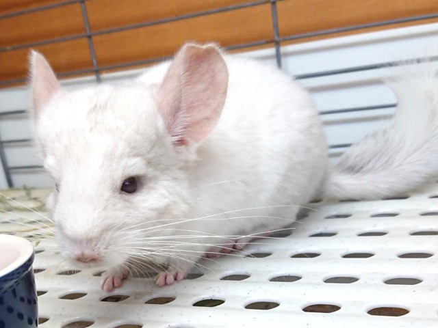 Dcmカーマのペット情報館 チンチラ