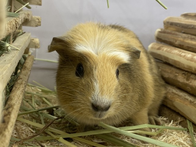 Dcmカーマのペット情報館 クレステッドモルモット