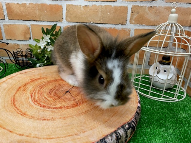 Dcmカーマのペット情報館 ライオンラビット