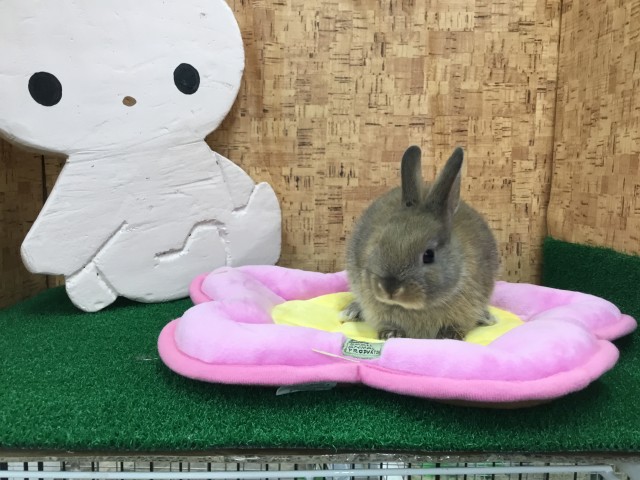 1000以上 みにうさぎ ミニウサギ
