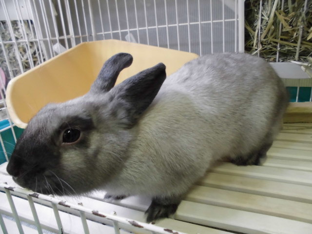Dcmカーマのペット情報館 ネザーランドドワーフラビット