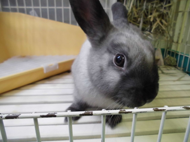 Dcmカーマのペット情報館 ネザーランドドワーフラビット