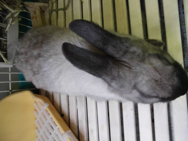 Dcmカーマのペット情報館 ネザーランドドワーフラビット