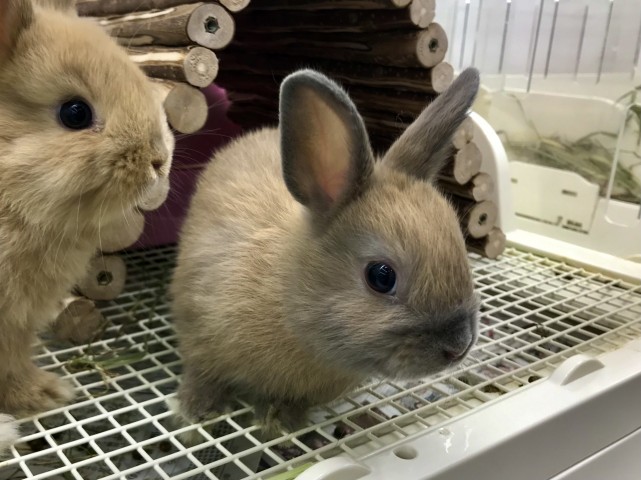 Dcmカーマのペット情報館 ラビトリーネザーランド ブルートート