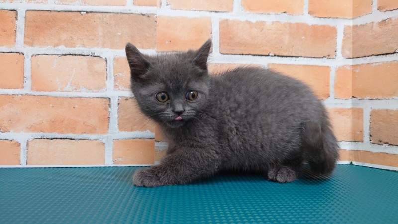 Dcmカーマのペット情報館 ブリティッシュショートヘア