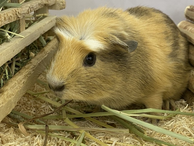 Dcmカーマのペット情報館 クレステッドモルモット