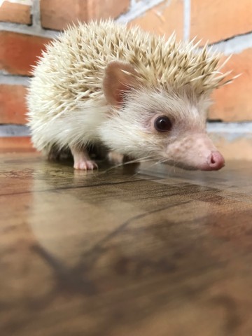 Dcmカーマのペット情報館 ハリネズミ