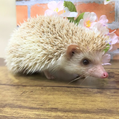 Dcmカーマのペット情報館 ハリネズミ