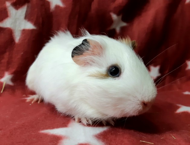 Dcmカーマのペット情報館 イングリッシュモルモット