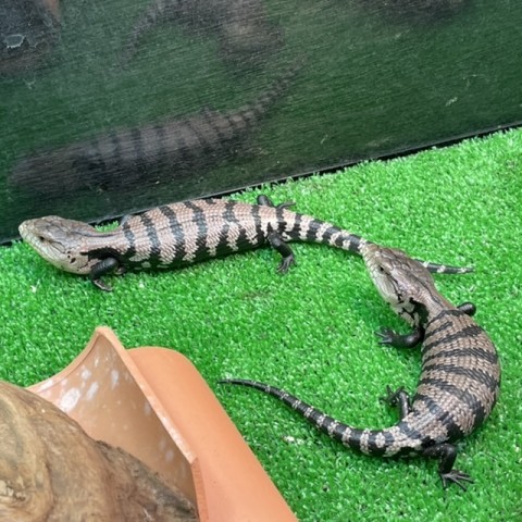 Dcmカーマのペット情報館 ハルマへラアオジタトカゲ