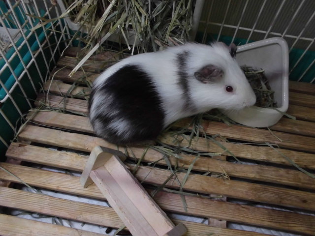 Dcmカーマのペット情報館 イングリッシュモルモット