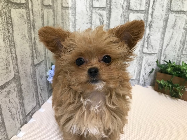 Dcmカーマのペット情報館 ミックス犬