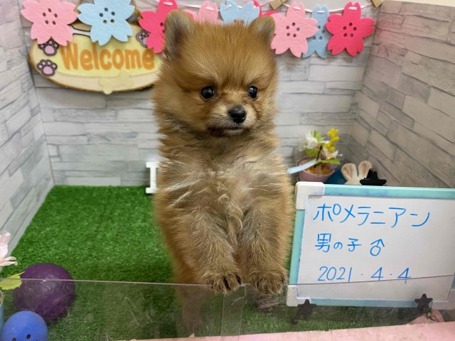 Dcmカーマのペット情報館 ポメラニアン