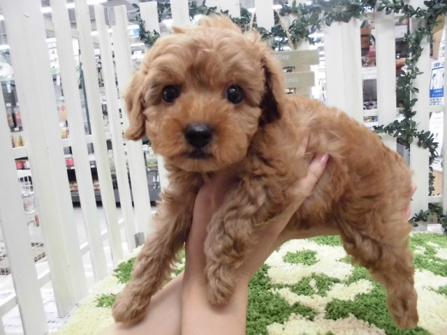 Dcmカーマのペット情報館 トイ プードル