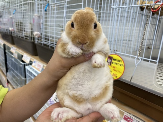 Dcmカーマのペット情報館 ミニレッキス