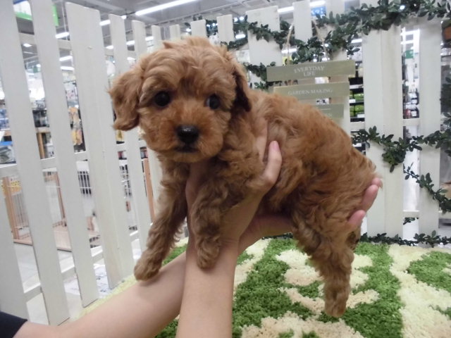 Dcmカーマのペット情報館 トイ プードル