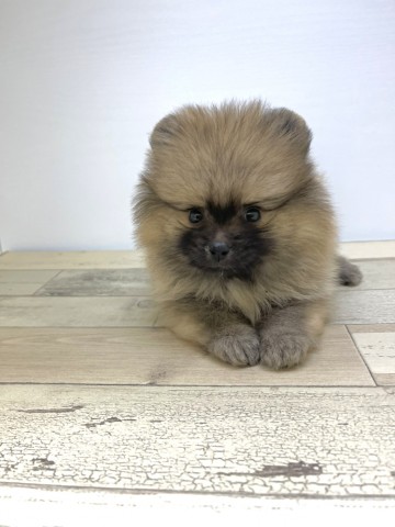 Dcmカーマのペット情報館 ポメラニアン