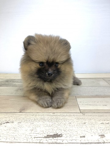 Dcmカーマのペット情報館 ポメラニアン