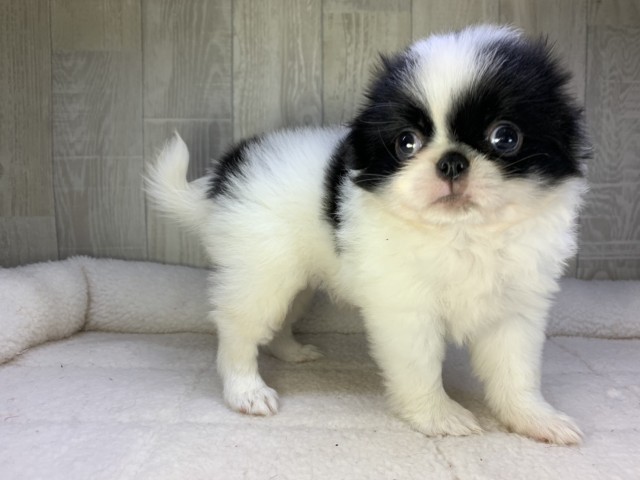 Dcmカーマのペット情報館 その他の犬種 Dcmカーマのペット情報館 その他の犬種