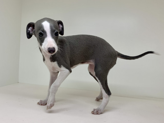 Dcmカーマのペット情報館 イタリアン グレーハウンド