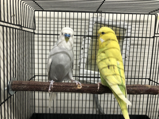 Dcmカーマのペット情報館 ジャンボセキセイインコ